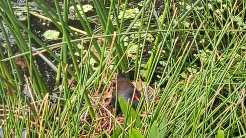 CUTE!! Mother Bird in brush on nest with chicks