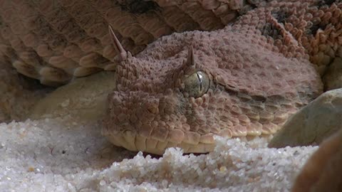 Horned viper