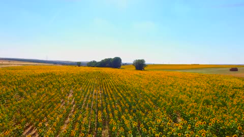 Sunflowers, beautiful sunflower plantation.