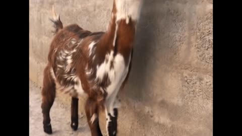 Dino goat