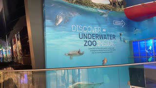 Discover underwater zoo in dubai mall