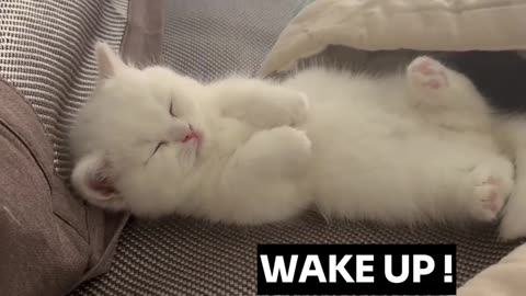 Cute Viral Kitten