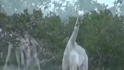 Albino giraffes 😍😍👍