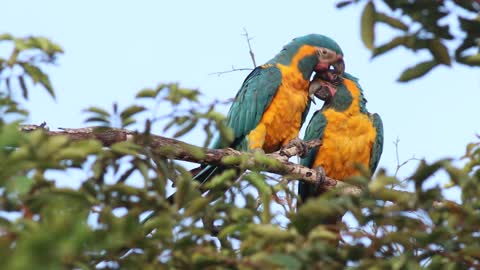 blue throated macaw