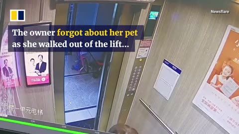 Dog in China escapes injury after leash gets caught in elevator.mp4