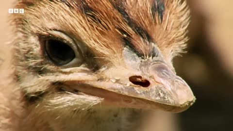 Ostrich Chicks Get First Ever Drink of Water | Animal Babies | BBC Earth