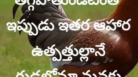 Interesting Facts About Eggs - Egg varieties | కోడిగుడ్డు కి అదనపు హంగులు |