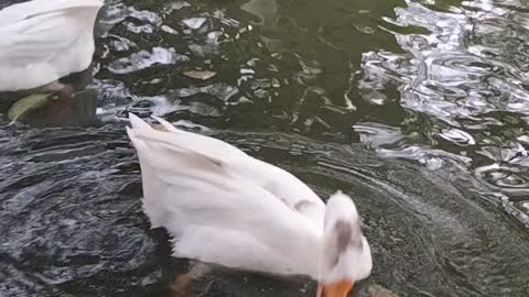 Pet Ducks Swimming Video | Hungry Ducks | Kingdom Of Awais