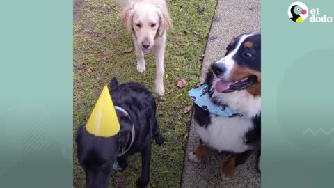 These dogs are best friends and play in the park every morning.