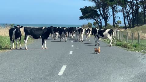 A Tea Cup Pomeranian Chihuahua Herding Cows