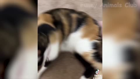 Funny Animal Videos 2022 😂 - Funniest Dogs And Cats Videos 😺😍