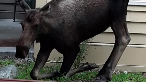 Moose Serenely Grazes in Front of Apartment