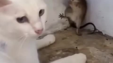 One cat and mouse funny video 📸😂