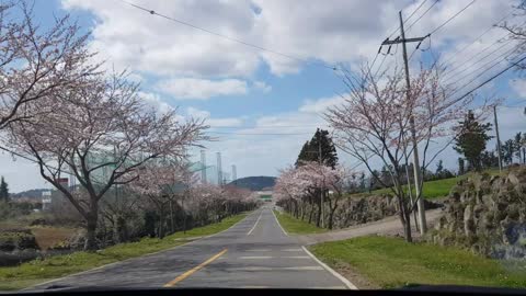 Jeju Cherry Blossom Road Drive