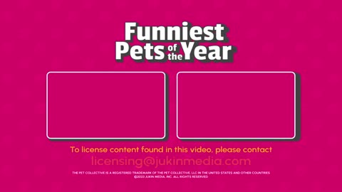 The FUNNIEST Pet Videos of the year! 🤣 - BEST Compilation