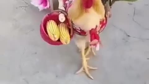 Hen__viral__video