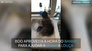 Macaco prestativo ajuda a lavar louça