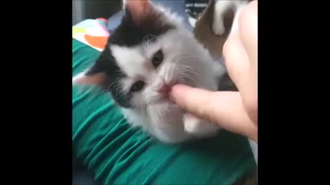 Cute cat whatsapp video