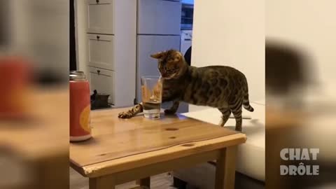 Vidéo Chat À Mourir De Rire