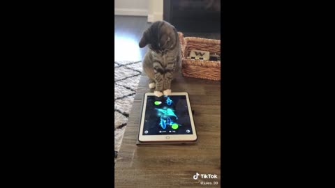 Funny cat and dog video