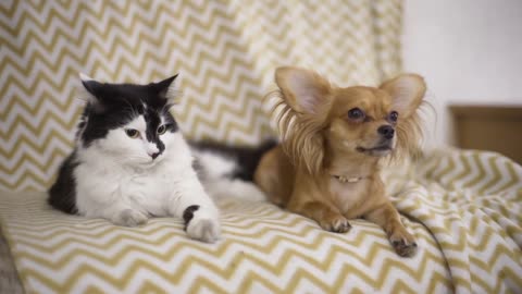 Cat and dog Chihuahua dog and fluffy cat lie on the sofa at home