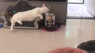 Cat Living Its Best Life