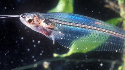 The Invisible Glass catfish