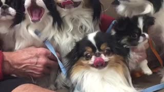 Japanese Chin family