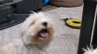 Westies silly games