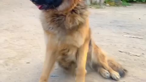 Most Canadian dog ever is an incredible goalie