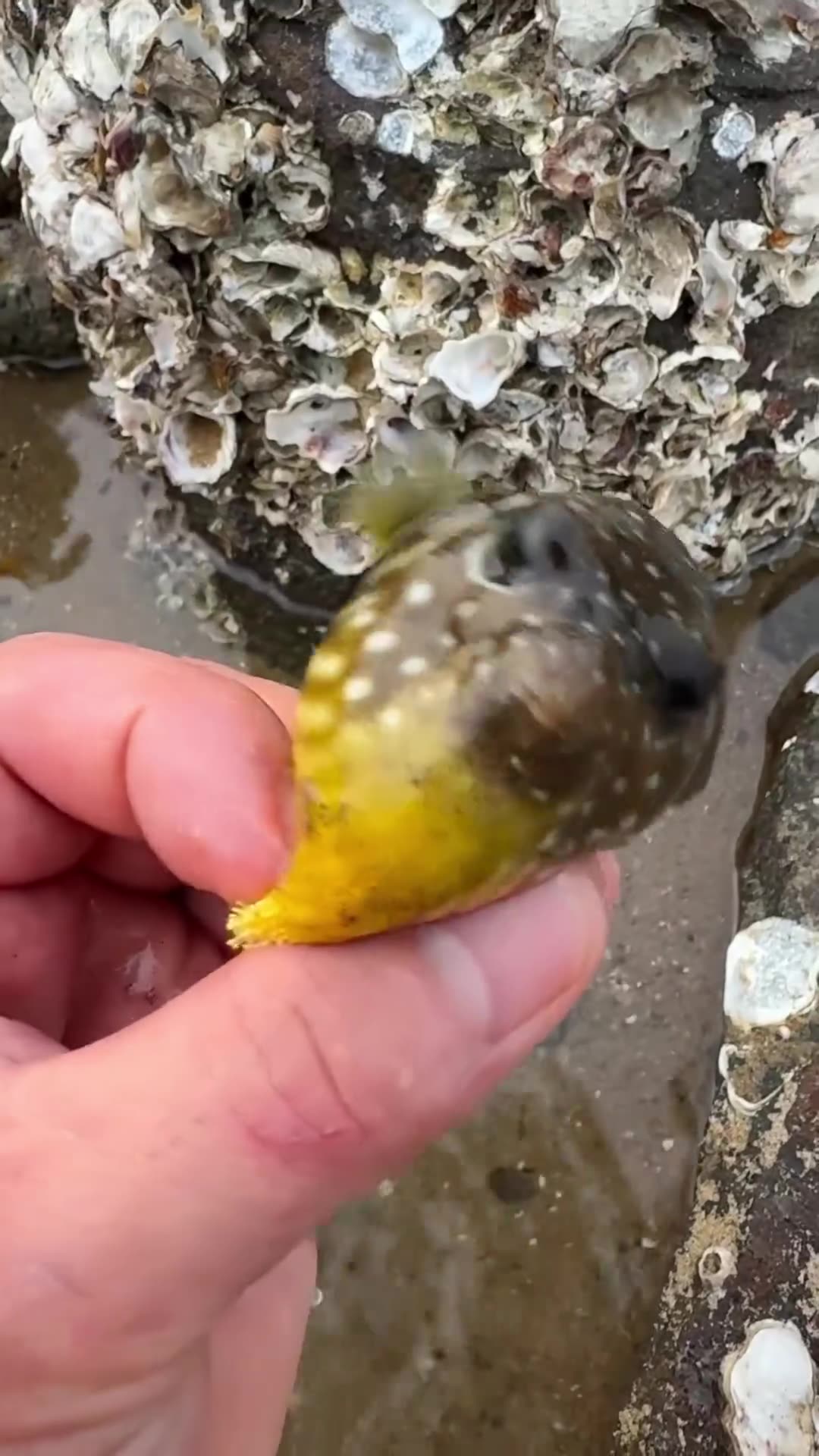 Simon Fish Inflating Puffer Fish Inflating in Hand