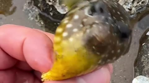 Puffer Fish Inflating in Hand