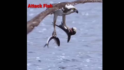 attack the fish