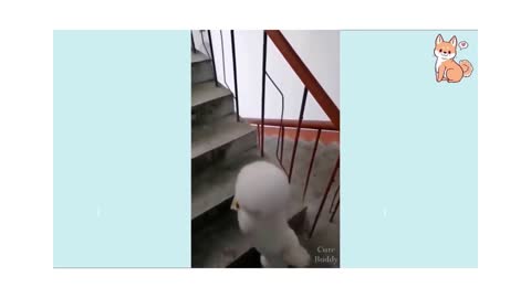 Dog climb the stairs in cat walk