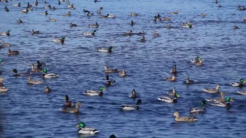 Large number of ducks floating on the river, Mallard ducks swimming in the river