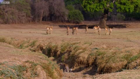 The deer miraculously survives