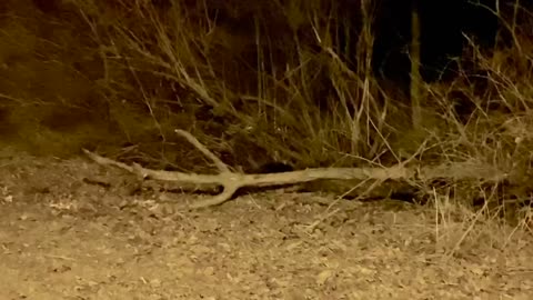 Large beaver bites through a log