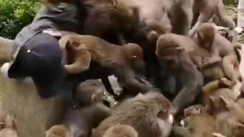 Monkey funny video