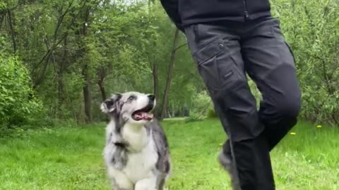 Synchronized Dance Routine With Doggy