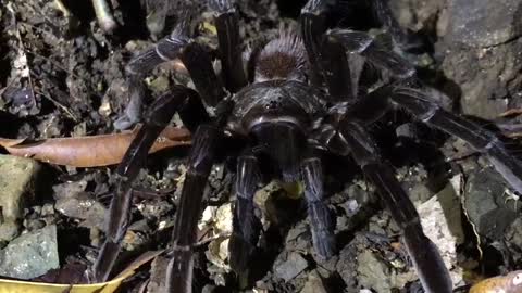 Tarantula jungle Costa Rica.