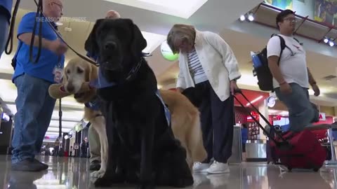 National Dog Day- Philadelphia airport thanks its brigade of therapy canines