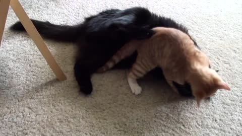 EPIC CAT FIGHT COMPILATION 2021