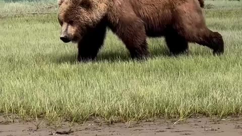 Beautiful Bear Wandering In Alaska #shorts #shortvideo #video #virals #videoviral