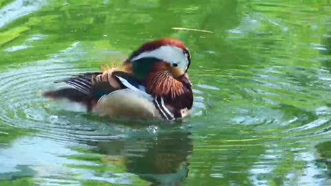 Duck savoring water the lake