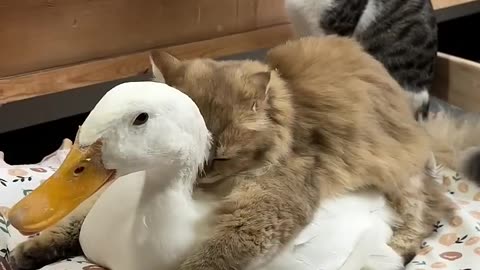 cats treat ducks as female cats😂. Cute and ducks