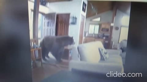 BEAR BREAKS INTO HOME