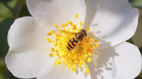 Hoverflies, flower flies or syrphid flies, insect family Syrphidae