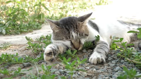 Weird Positions Funny Cats Sleeping