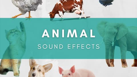 Animal Sounds