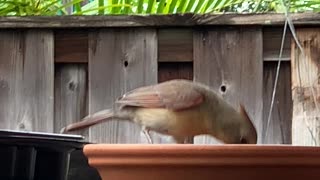 # Back Yard Birds Hawai’i Pretty Northern Cardinal Female